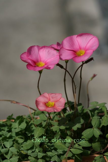 obtusa rose 2010 01 16_5.jpg