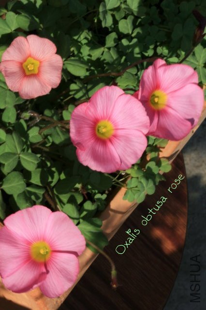 obtusa rose 2010 01 16_1.jpg