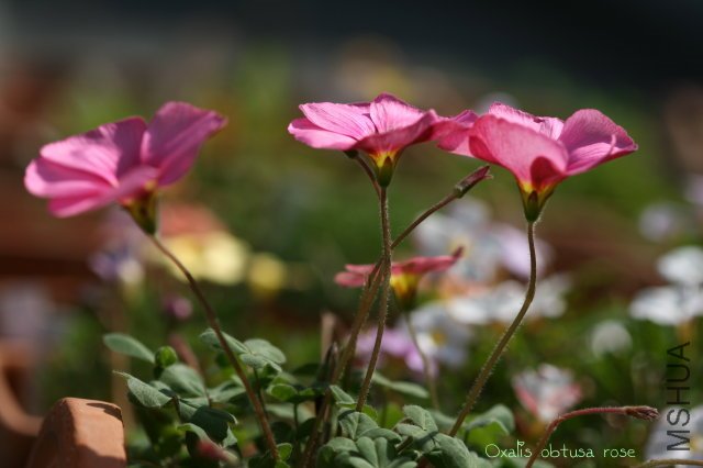 obtusa rose 2010 01 16_4.jpg