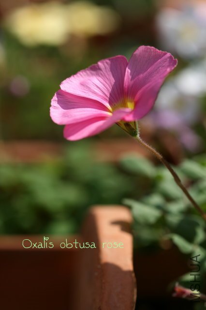 obtusa rose 2010 01 16_2.jpg