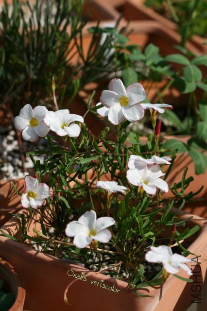 veriscolor 2010 01 16.jpg