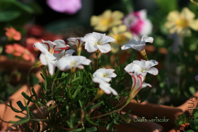 veriscolor 2010 01 16_2.jpg