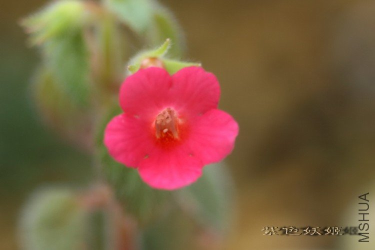 ��Ͳ a.tiny red IMG_1815-1_resize.jpg
