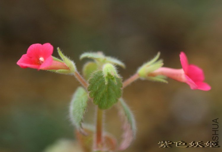 ��Ͳ a.tiny red IMG_1810-1_resize_resize.jpg