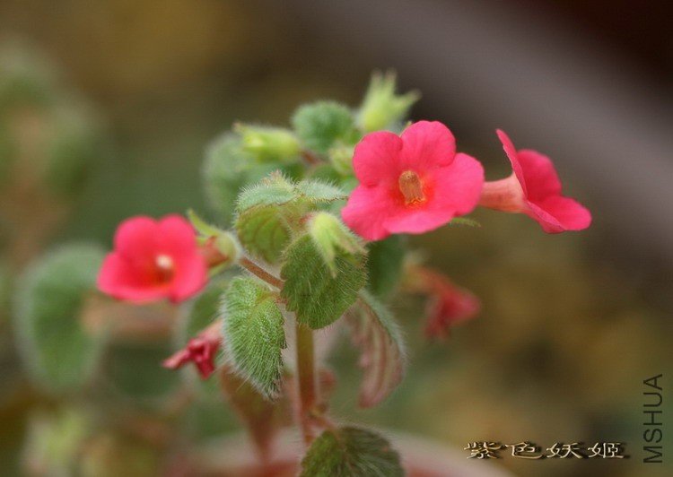 ��Ͳ a.tiny red IMG_1828-1_resize_resize.jpg