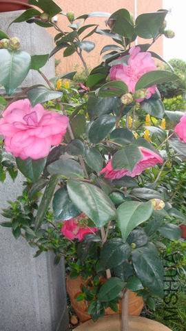 DSC04367.JPG