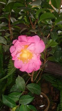 DSC04371.JPG