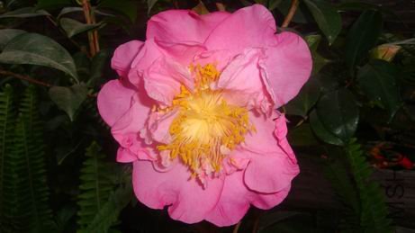 DSC04370.JPG