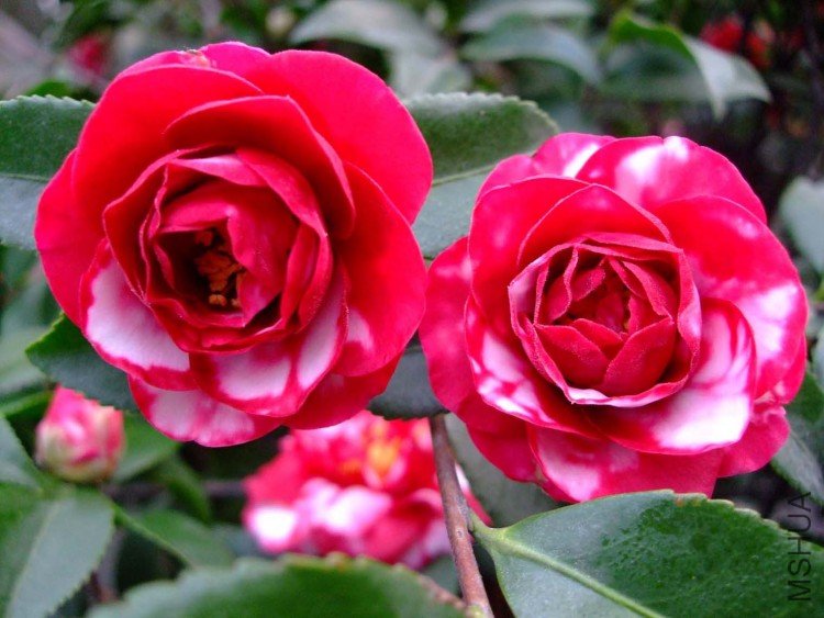 ��Ƭ10-1-18 00311.jpg