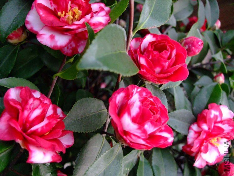 ��Ƭ10-1-18 00211.jpg