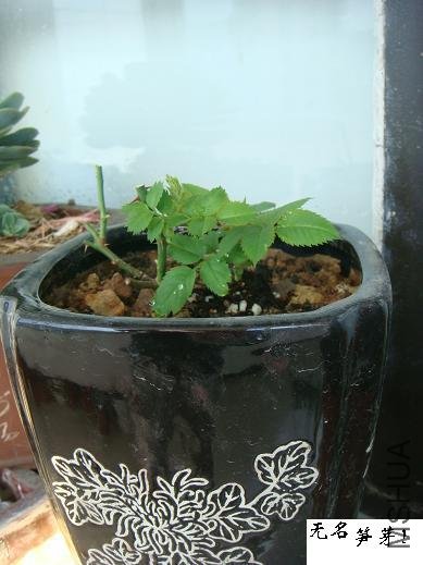 DSC03828.JPG