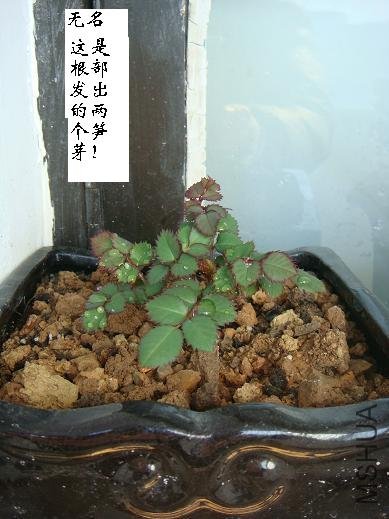 DSC03831.JPG
