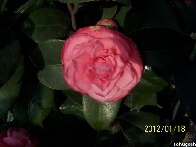 100_7800.jpg
