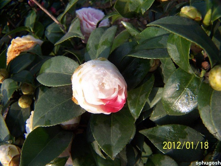100_7801.jpg