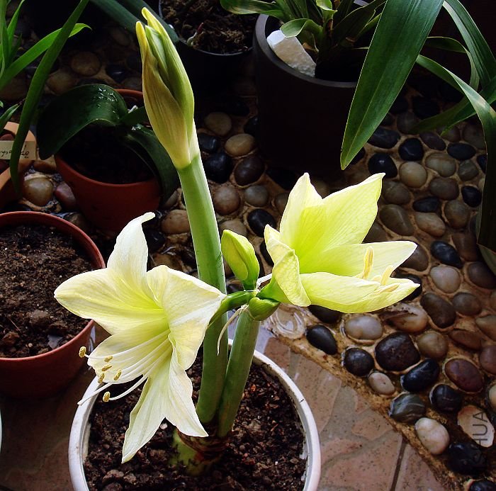 nEO_IMG_DSC00073.jpg