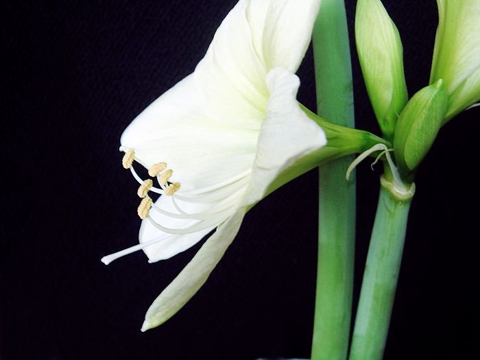 nEO_IMG_DSC00063.jpg