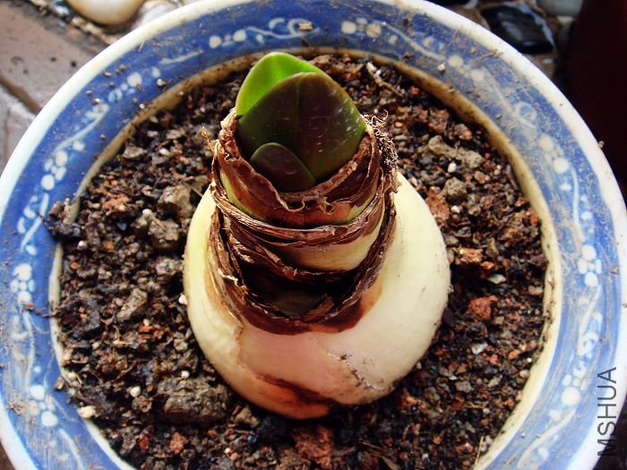 �����׿�ȸ������һ֧ǹ�ڳ���