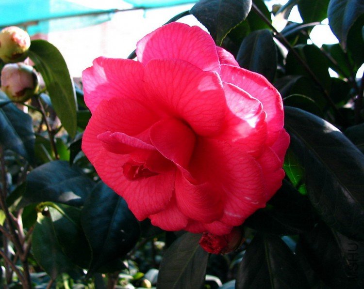 2010.01.15.�軨 008 1.jpg