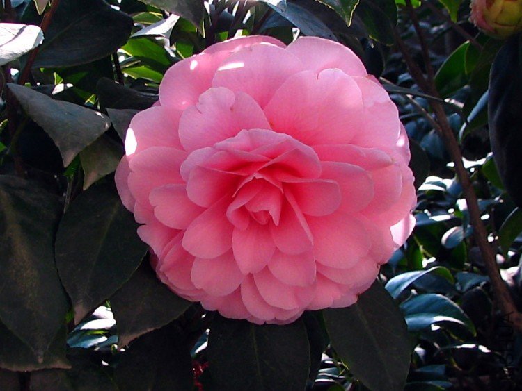 2010.01.18.�軨 003 1.jpg