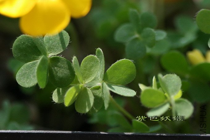 6# oxalis lobata ����Ҷ-1_resize_resize.jpg