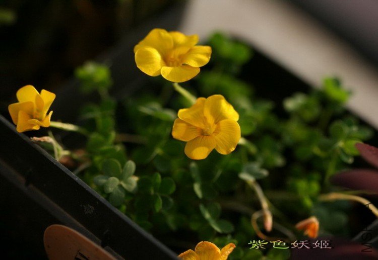 6#  oxalis lobata ����Ҷ IMG_1786-1_resize_resize_resize.jpg
