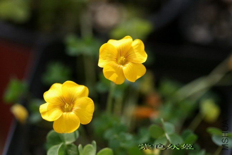 6# oxalis lobata ����Ҷ IMG_1726-1_resize_resize_resize.jpg