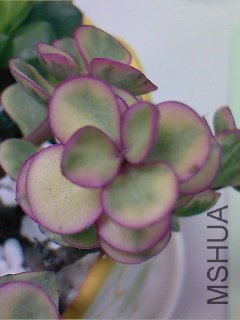 ��Ƭ-0302.jpg