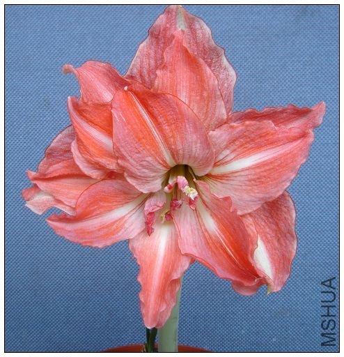 Lady Jane ��Ůʿ-1.jpg