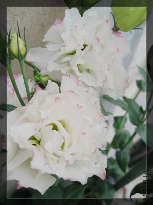 ��Ƭ 13057.jpg