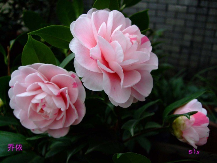 ����10-1-19fu (2).jpg