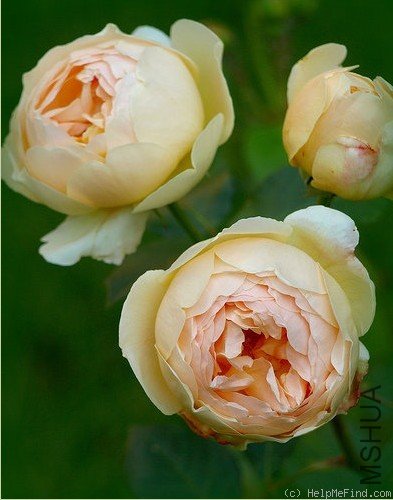 19Jude The Obscure.jpg