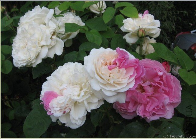 11Winchester Cathedral