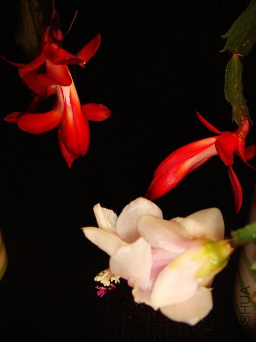 DSC00315.jpg