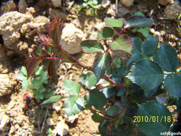 100_7888.jpg