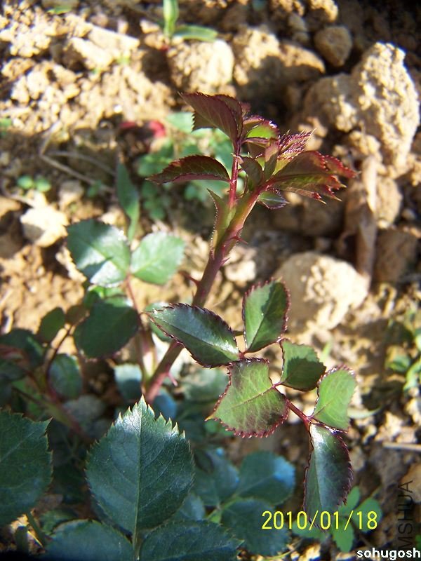 100_7884.jpg
