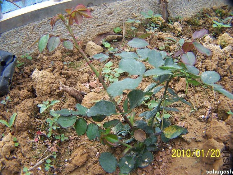 100_7895.jpg