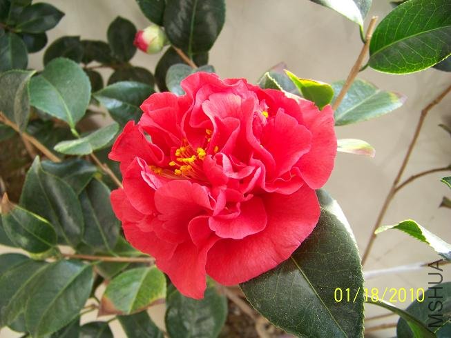 100_1453.JPG