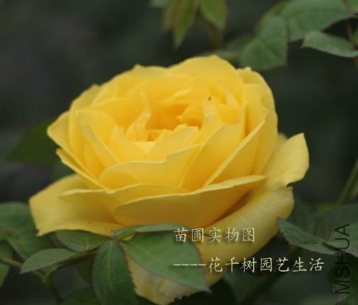 T2dyheXmVn4dNXXXXX_!!104365526.jpg