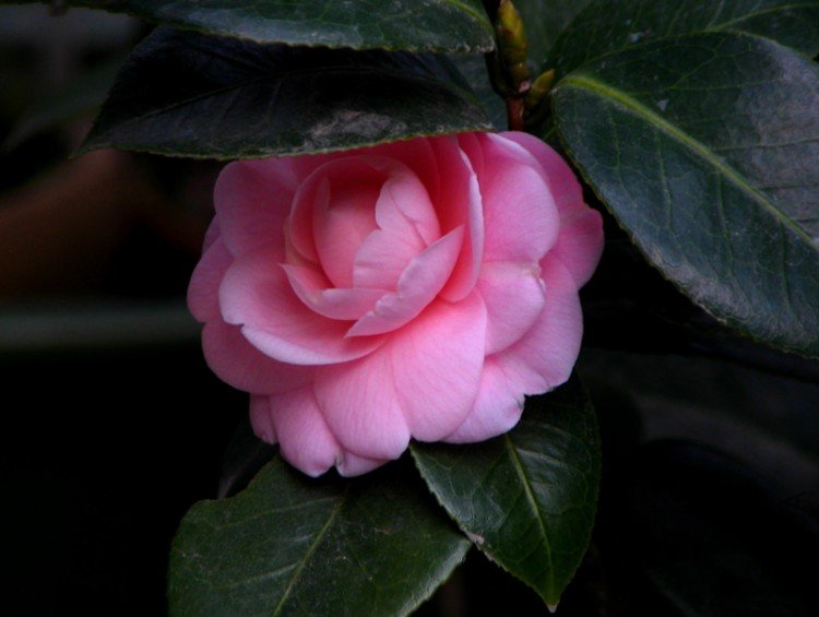 2010.01.20.�軨 017.jpg