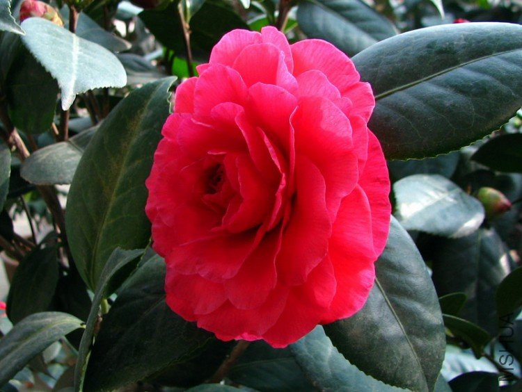 2010.01.20.�軨 007.jpg