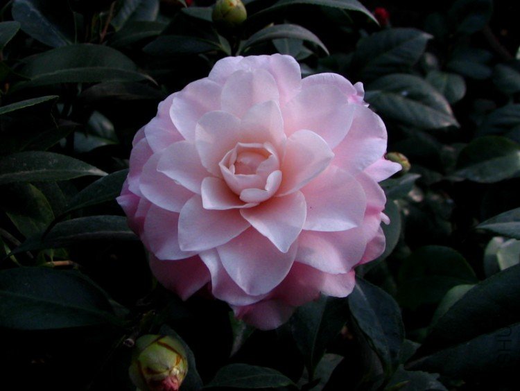 2010.01.20.�軨 005.jpg