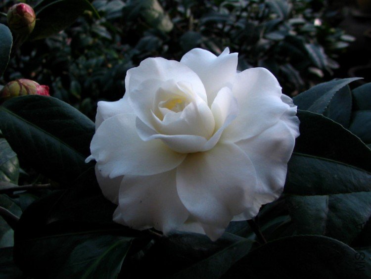 2010.01.20.�軨 002.jpg