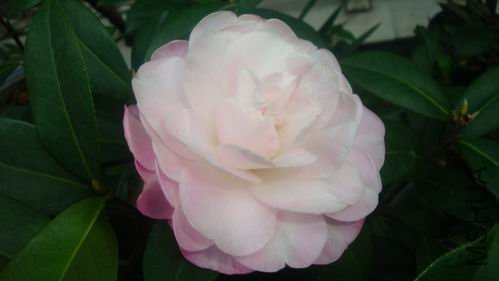 DSC04505.JPG