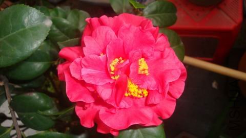 DSC04477.JPG