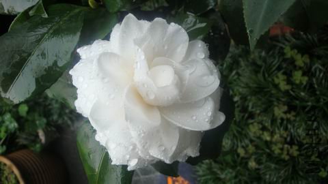 DSC04278.JPG
