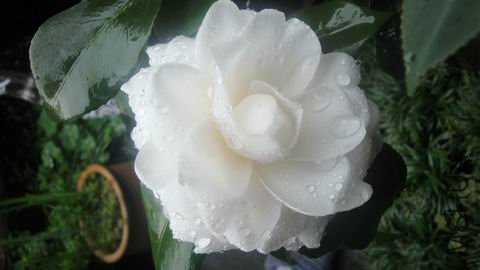 DSC04280.JPG
