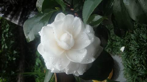 DSC04279.JPG
