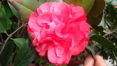 DSC04490.JPG