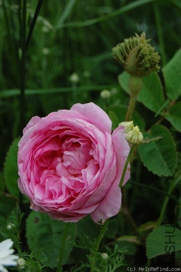Rosa Centifolia Cristata 3.jpg