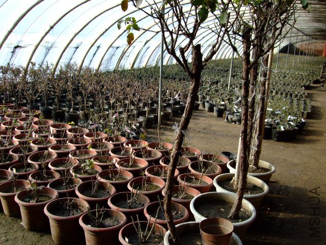 DSCF2806.JPG